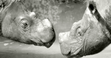 Java-Nashörner